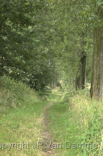 DSC_1799.jpg - Le Chemin Royal - Continuation vers les bois